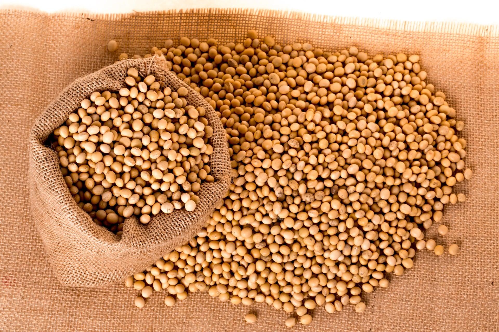 Cotações de soja: o que esperar após o feriado?
