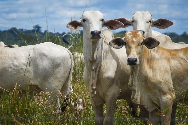 Fórum discute futuro da pecuária com foco em 2027 e