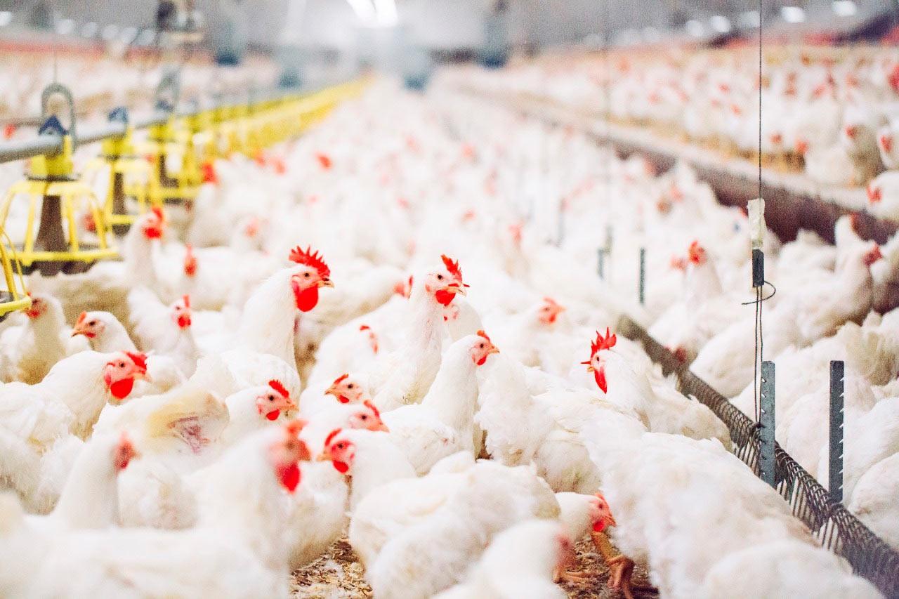 Brasil consolida liderança ao produzir 42 mil toneladas diárias de carne de frango