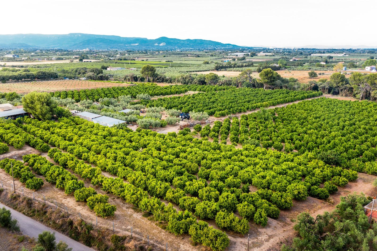 Exportação de frutas do Brasil exige rastreabilidade e